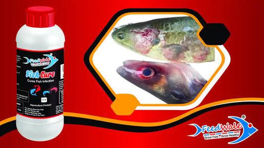Advanced Solution for Fungal & Bacterial Infections in Fish