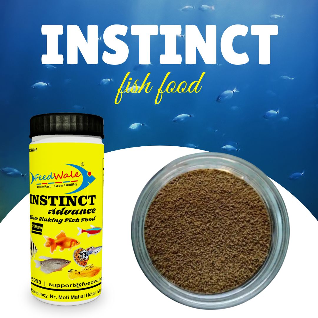 Best Fish Food