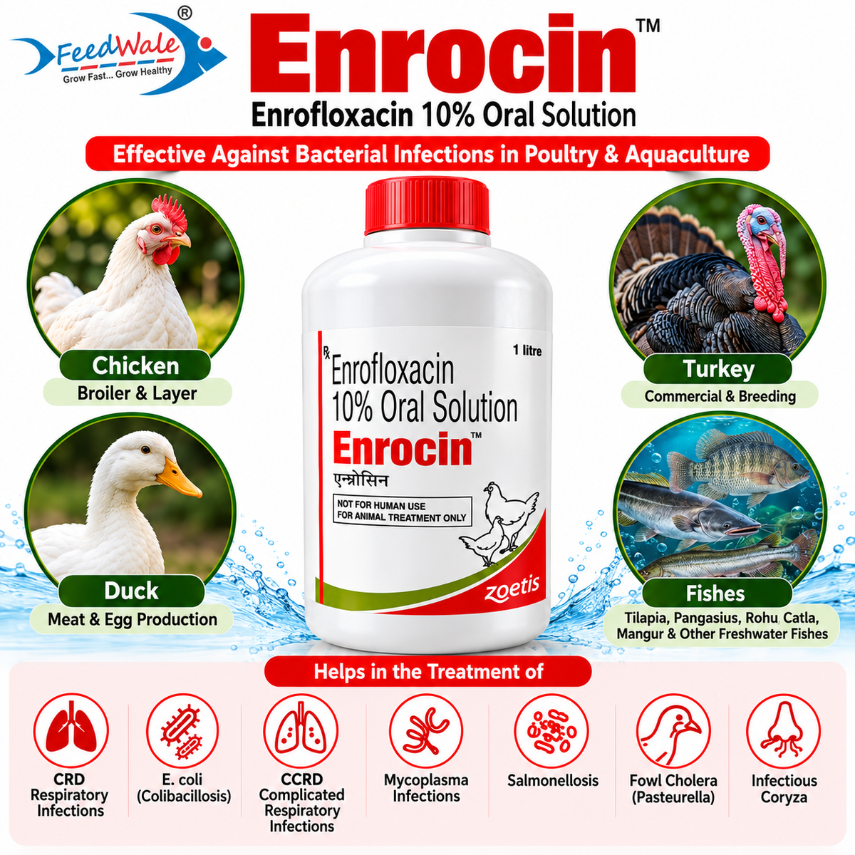 enrocin-bacterial-infection-treatment-poultry